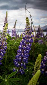 Preview wallpaper lupinus, flowers, field