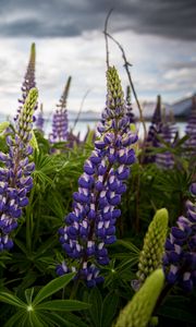 Preview wallpaper lupinus, flowers, field