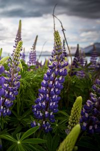 Preview wallpaper lupinus, flowers, field