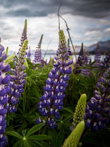 Preview wallpaper lupinus, flowers, field