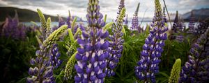 Preview wallpaper lupinus, flowers, field