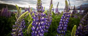 Preview wallpaper lupinus, flowers, field