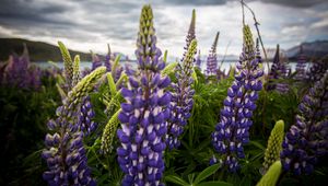 Preview wallpaper lupinus, flowers, field