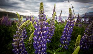 Preview wallpaper lupinus, flowers, field