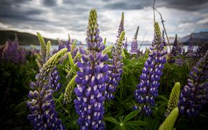 Preview wallpaper lupinus, flowers, field