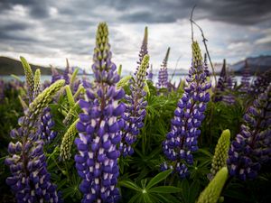 Preview wallpaper lupinus, flowers, field