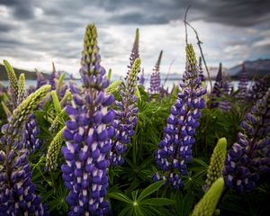 Preview wallpaper lupinus, flowers, field