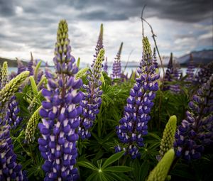 Preview wallpaper lupinus, flowers, field