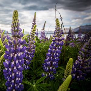 Preview wallpaper lupinus, flowers, field