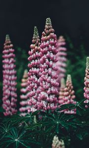 Preview wallpaper lupinus, pink, garden