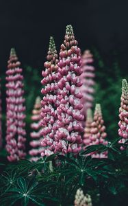 Preview wallpaper lupinus, pink, garden