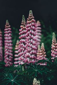 Preview wallpaper lupinus, pink, garden