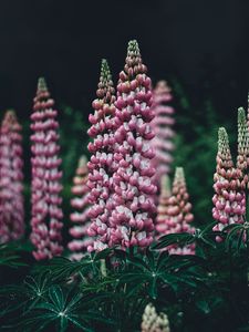 Preview wallpaper lupinus, pink, garden