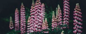 Preview wallpaper lupinus, pink, garden