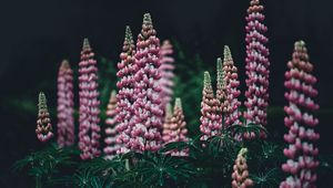 Preview wallpaper lupinus, pink, garden