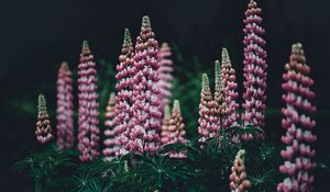 Preview wallpaper lupinus, pink, garden