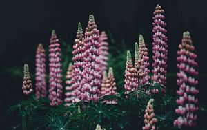 Preview wallpaper lupinus, pink, garden