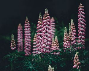 Preview wallpaper lupinus, pink, garden