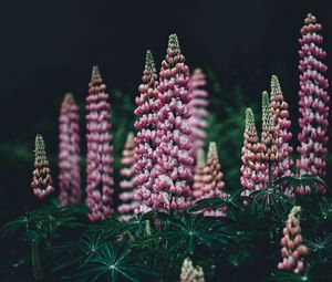 Preview wallpaper lupinus, pink, garden