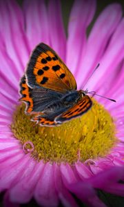 Preview wallpaper lycaena phlaeas, butterfly, aster, flower, macro