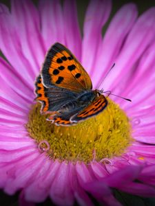 Preview wallpaper lycaena phlaeas, butterfly, aster, flower, macro