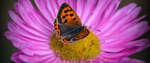 Preview wallpaper lycaena phlaeas, butterfly, aster, flower, macro