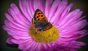 Preview wallpaper lycaena phlaeas, butterfly, aster, flower, macro