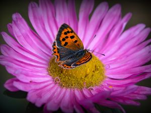 Preview wallpaper lycaena phlaeas, butterfly, aster, flower, macro