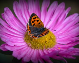 Preview wallpaper lycaena phlaeas, butterfly, aster, flower, macro