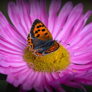 Preview wallpaper lycaena phlaeas, butterfly, aster, flower, macro