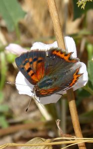 Preview wallpaper lycaena phlaeas, butterfly, flower