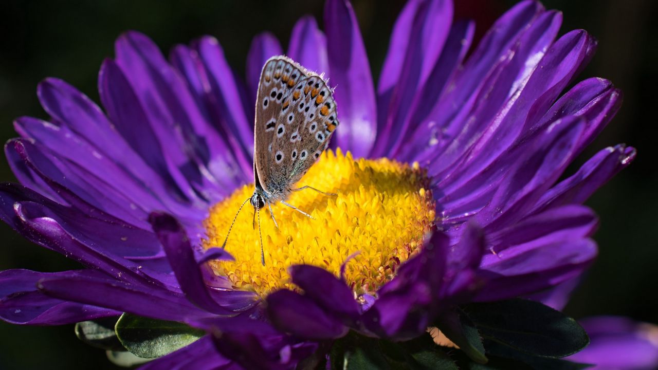 Wallpaper lycaenidae, butterfly, aster, flower, yellow, purple, macro
