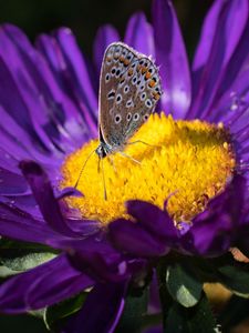 Preview wallpaper lycaenidae, butterfly, aster, flower, yellow, purple, macro