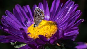 Preview wallpaper lycaenidae, butterfly, aster, flower, yellow, purple, macro