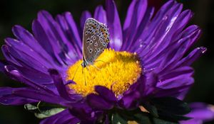 Preview wallpaper lycaenidae, butterfly, aster, flower, yellow, purple, macro