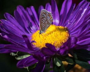 Preview wallpaper lycaenidae, butterfly, aster, flower, yellow, purple, macro