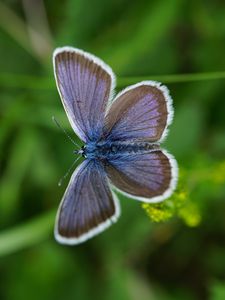 Preview wallpaper lycaenidae, butterfly, blur, macro