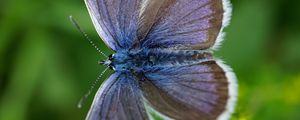 Preview wallpaper lycaenidae, butterfly, blur, macro