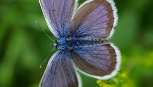 Preview wallpaper lycaenidae, butterfly, blur, macro