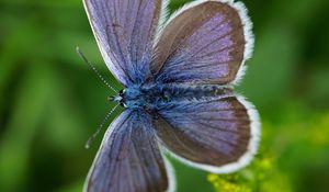 Preview wallpaper lycaenidae, butterfly, blur, macro