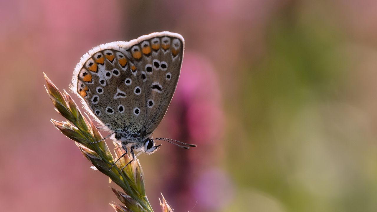 Wallpaper lycaenidae, butterfly, ear, grass, blur, macro