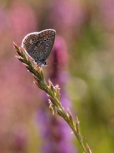 Preview wallpaper lycaenidae, butterfly, ear, grass, blur, macro