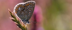 Preview wallpaper lycaenidae, butterfly, ear, grass, blur, macro