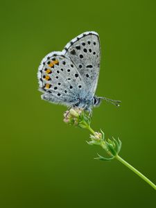 Preview wallpaper lycaenidae, butterfly, flower, macro