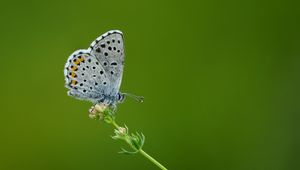 Preview wallpaper lycaenidae, butterfly, flower, macro