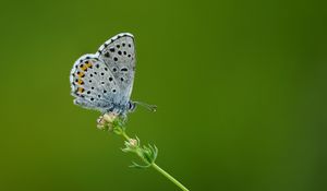 Preview wallpaper lycaenidae, butterfly, flower, macro