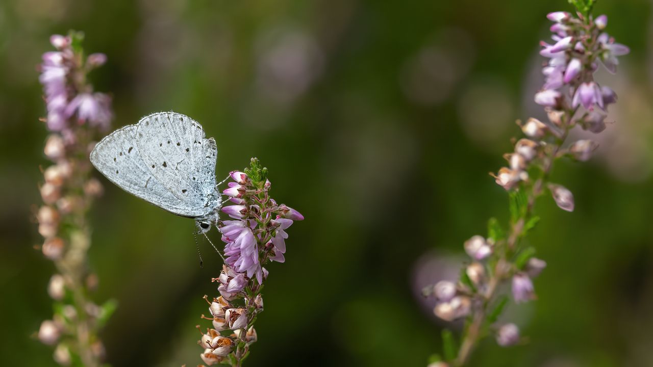 Wallpaper lycaenidae, butterfly, flowers, macro, blur