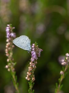 Preview wallpaper lycaenidae, butterfly, flowers, macro, blur