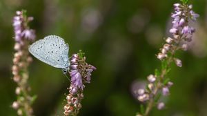 Preview wallpaper lycaenidae, butterfly, flowers, macro, blur