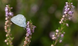 Preview wallpaper lycaenidae, butterfly, flowers, macro, blur